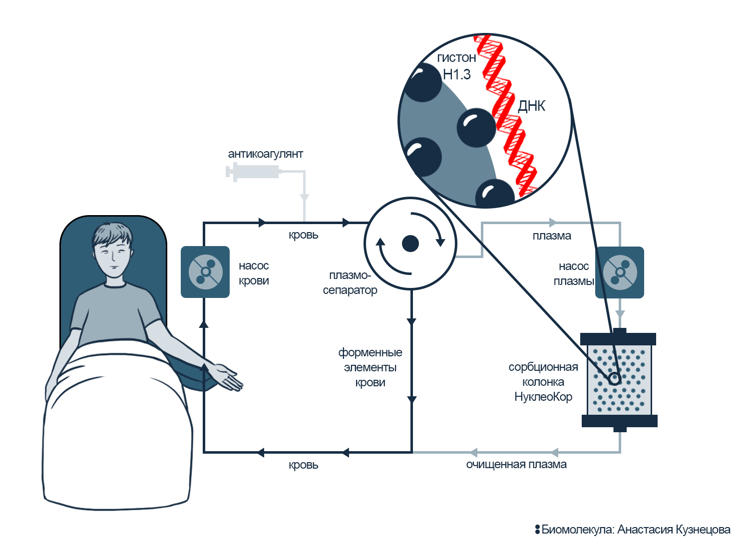 Схема афереза NETs