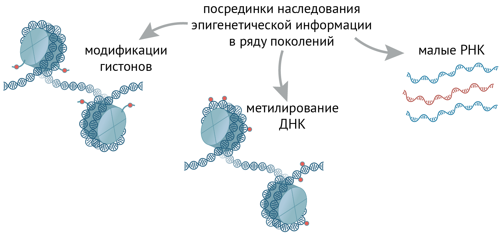 Посредники наследования эпигенетической информации в ряду поколений