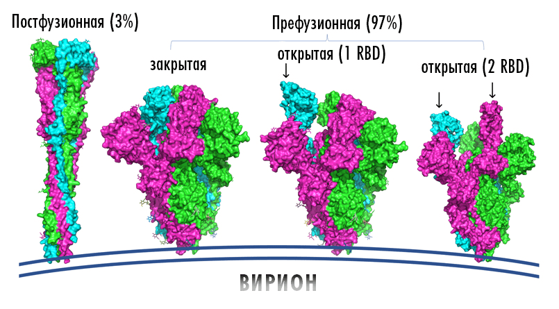 S-белки изменяют свою конформацию при связи с мишенью