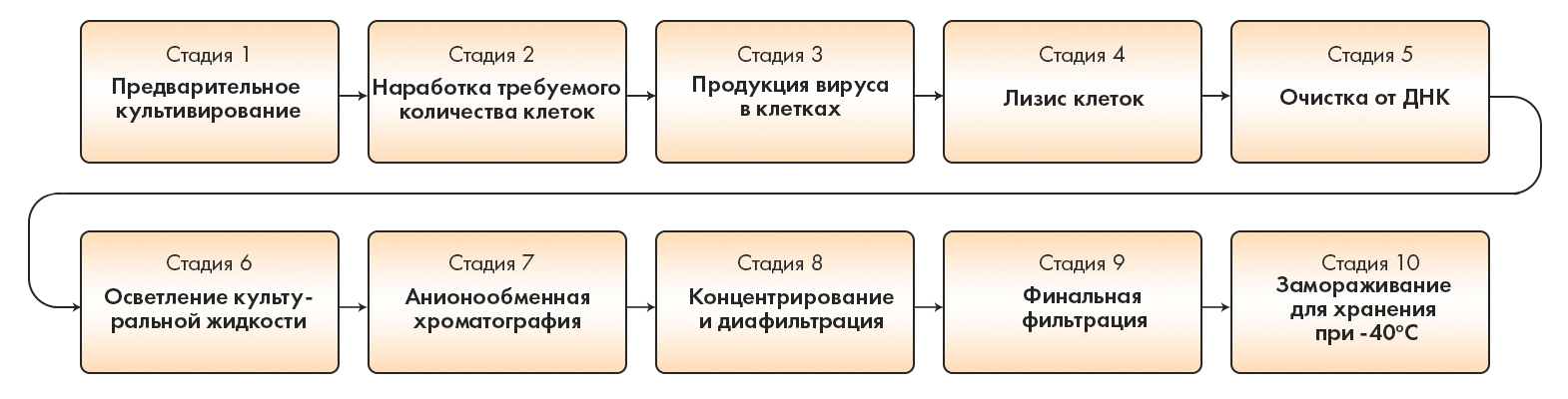 Основные стадии производства вакцины Johnson & Johnson