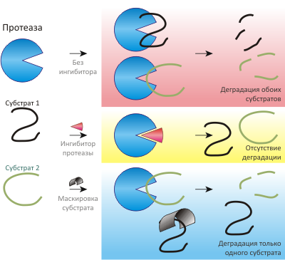 Схема нового механизма ингибирования ферментативной реакции