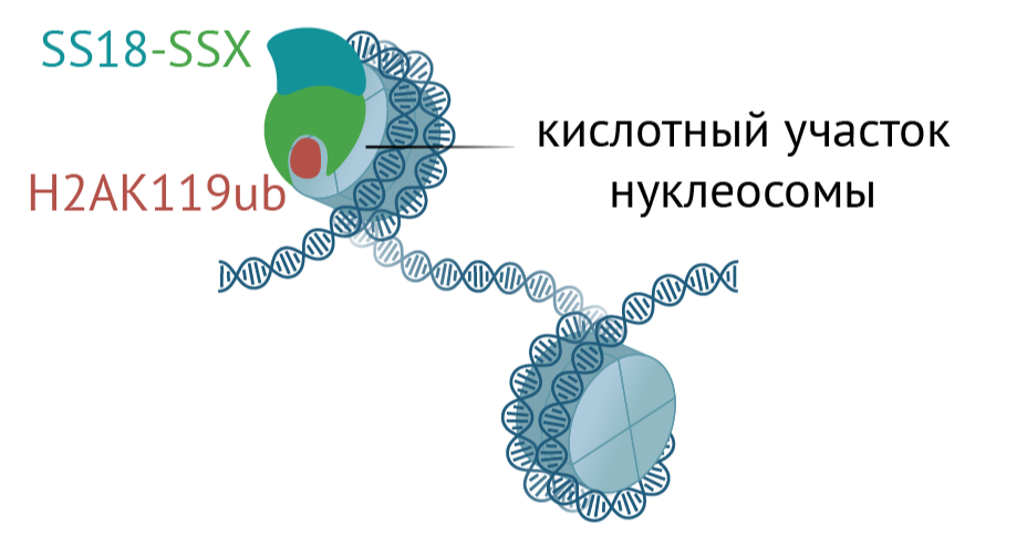 Как химера SS18-SSX нацеливается на «молчащие» нуклеосомы