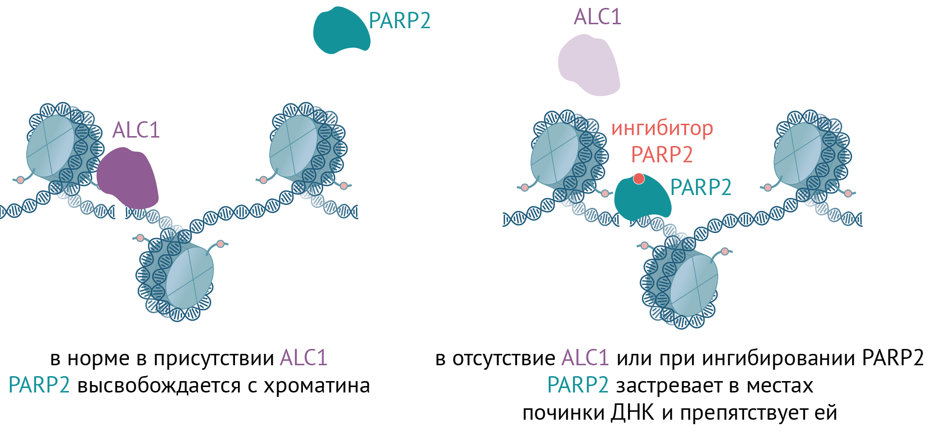 PARP2, (не) уходи