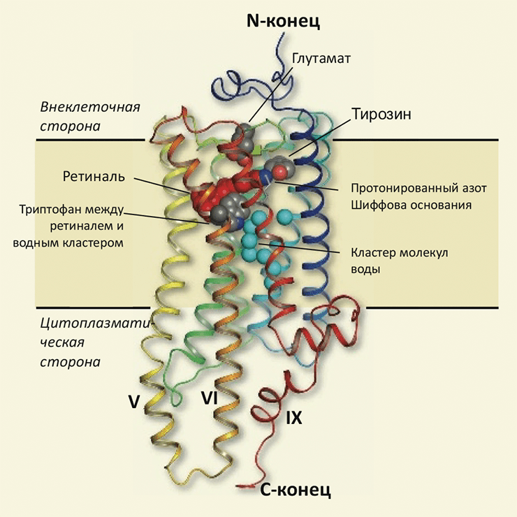 Строение родопсина кальмара