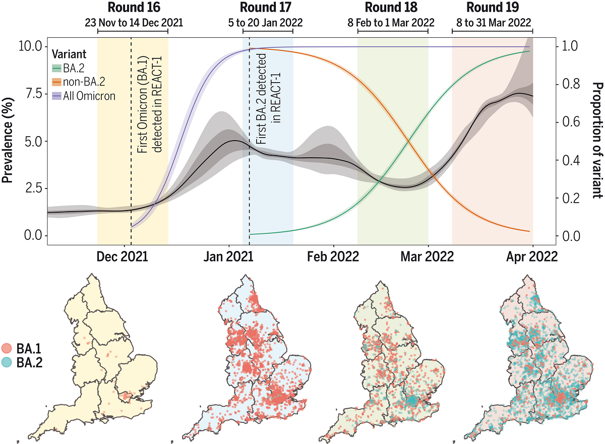 Представленность вариантов Омикрона с декабря 2021 по апрель 2022 в Англии