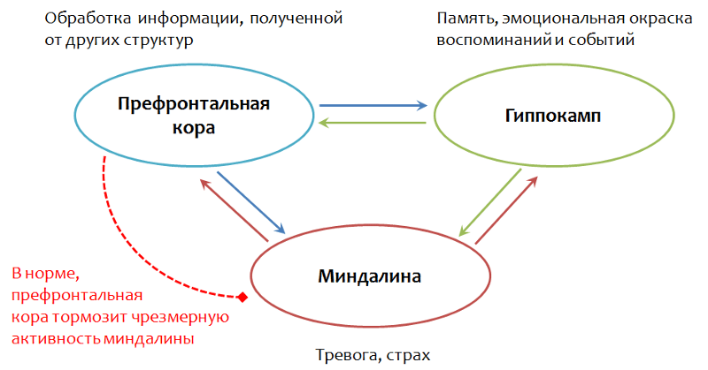 Взаимосвязь структур мозга, отвечающих за эмоциональную реакцию