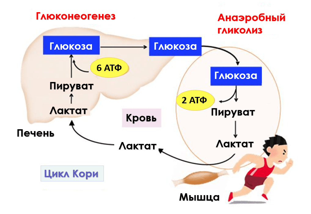 Цикл Кори