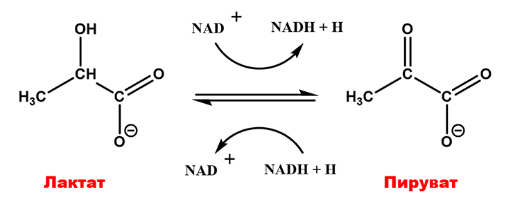 Превращение лактата в пируват