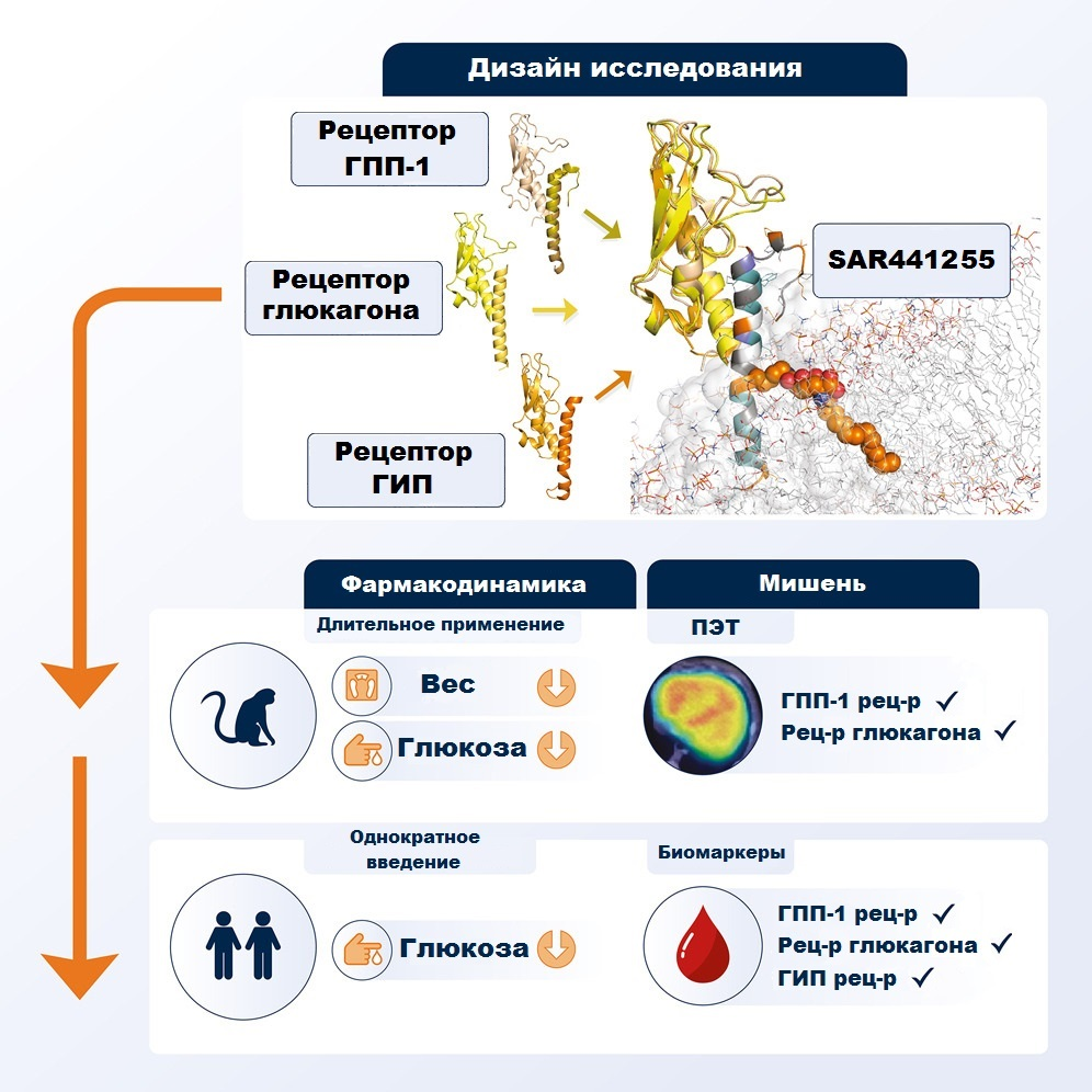 Дизайн исследования эффективности пептидного препарата SAR441255