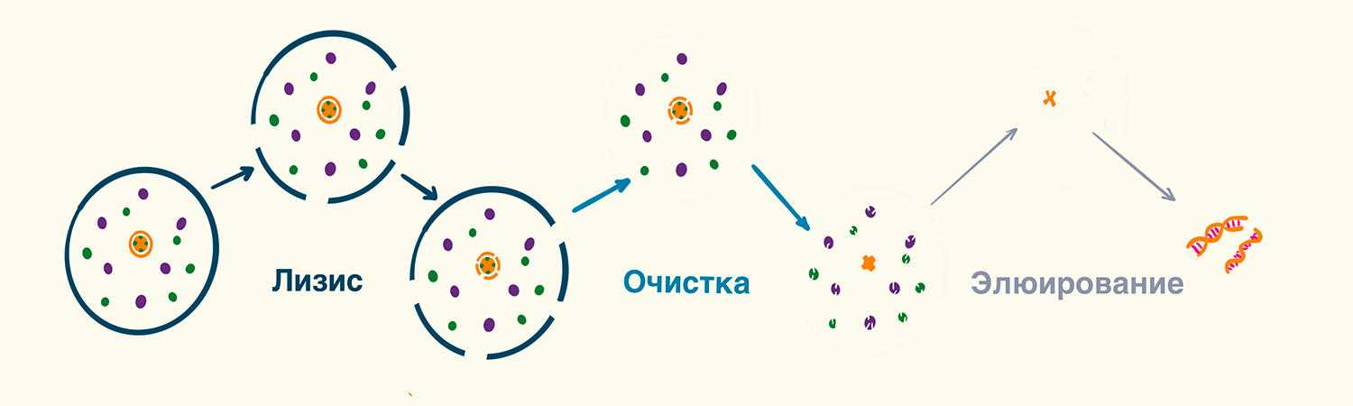 Основные этапы выделения нуклеиновых кислот