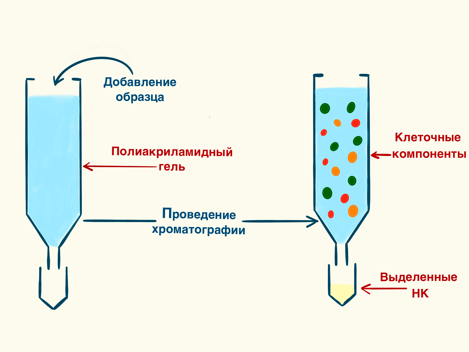 Принцип хроматографического выделения