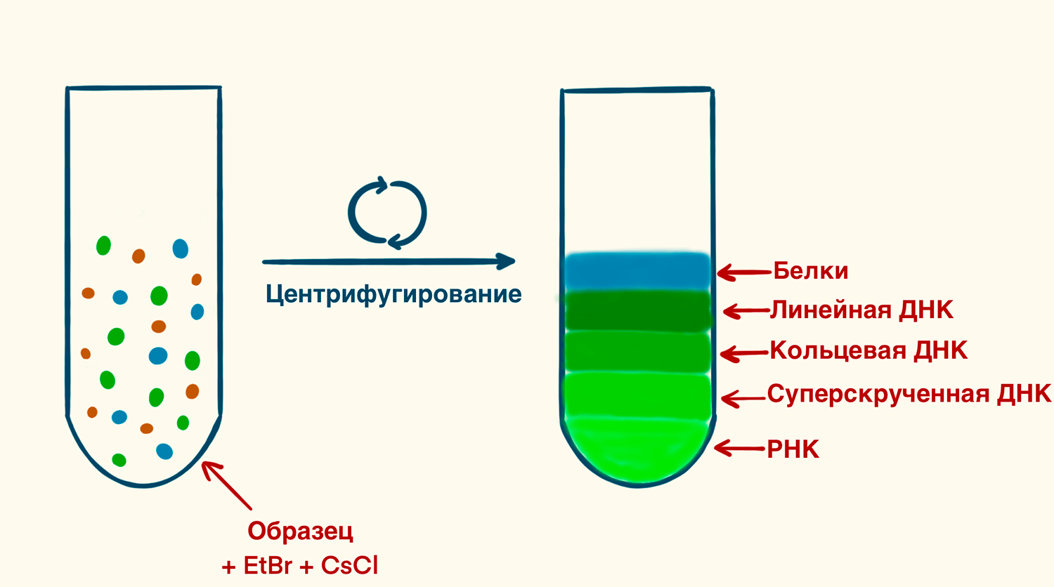 Разделение клеточных компонентов центрифугированием