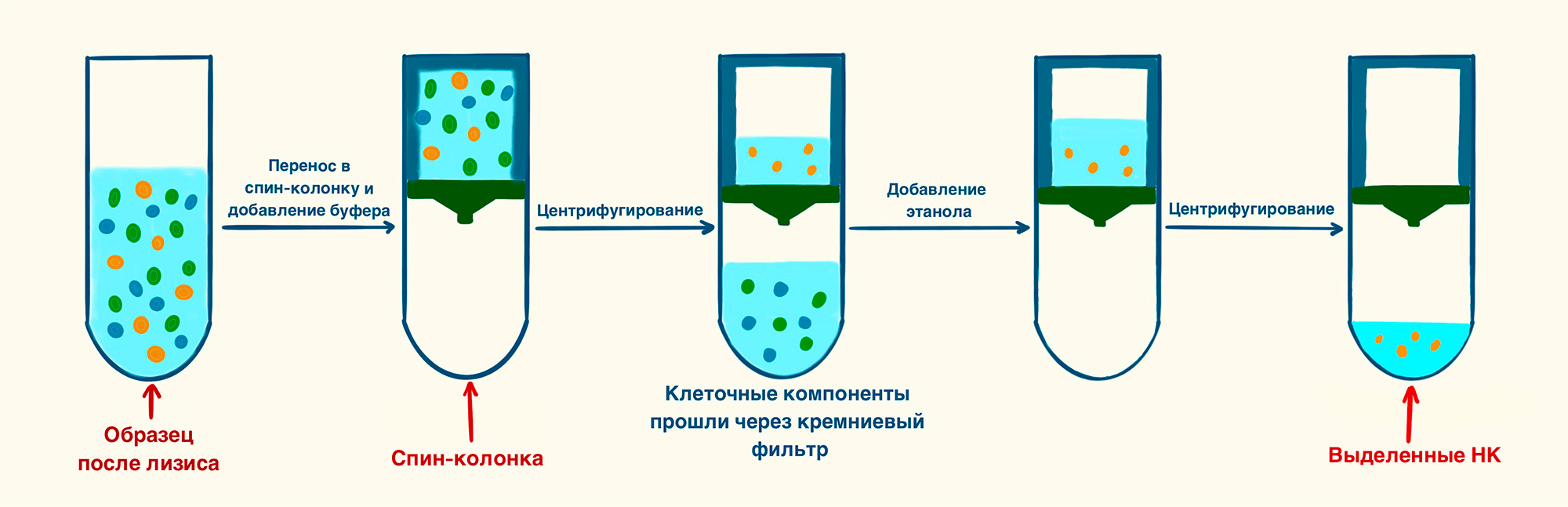 Последовательность выделения при помощи спин-колонок