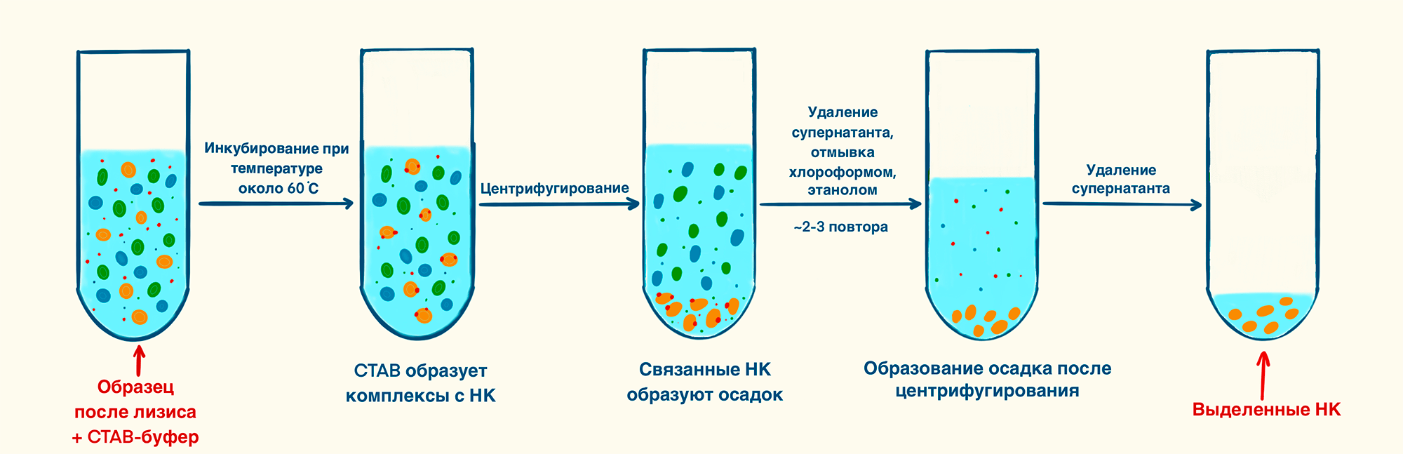 Выделение ДНК из растительного материала при помощи CTAB-буфера