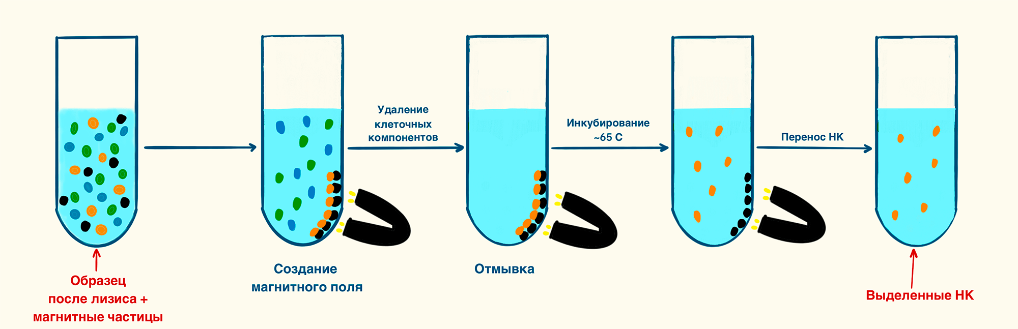 Выделение нуклеиновых кислот при помощи магнитных частиц