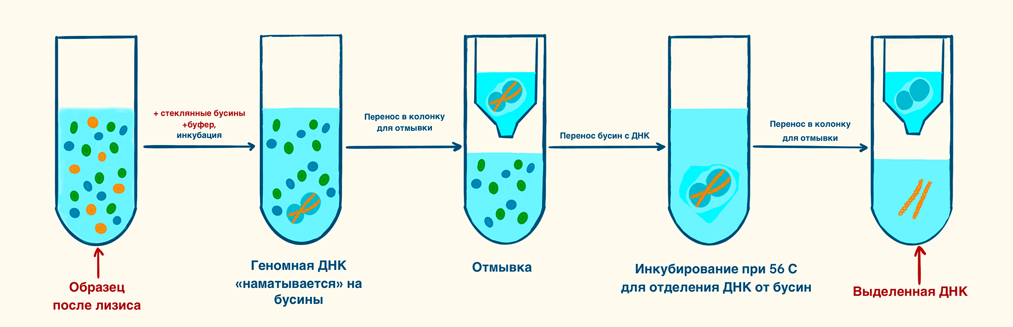 Выделение ДНК при помощи стеклянных бусин