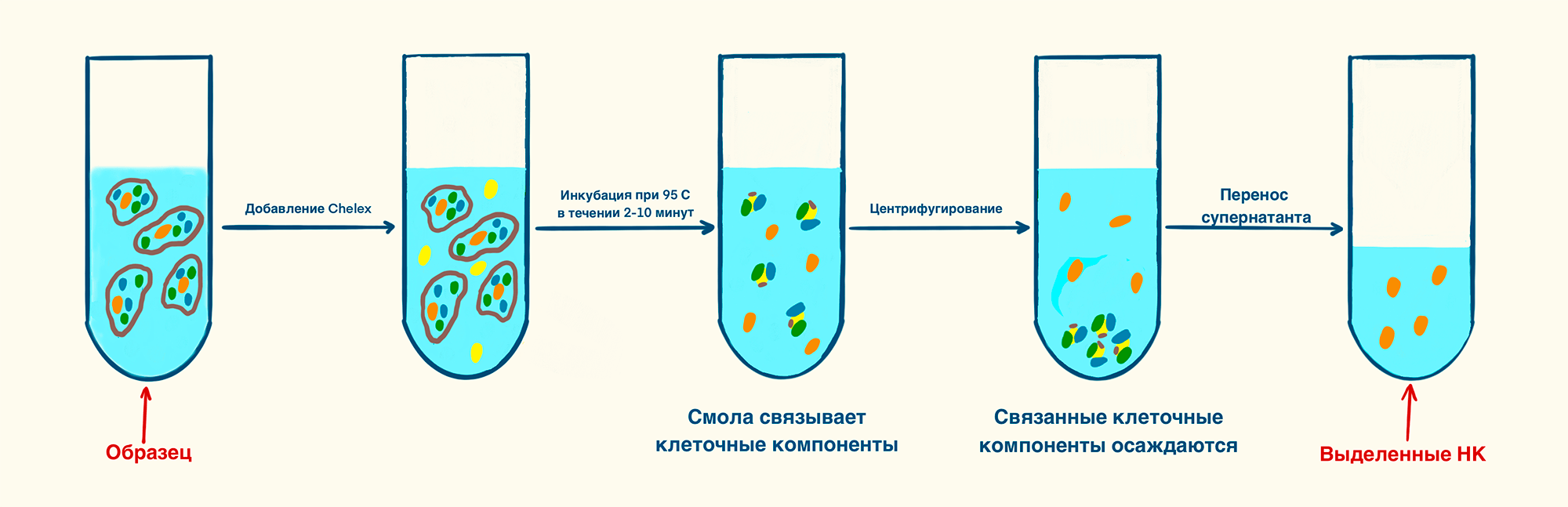 Выделение нуклеиновых кислот при помощи Chelex 100