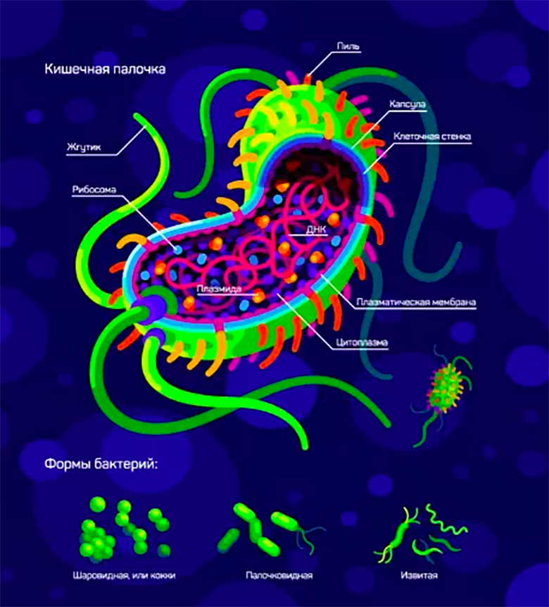 Строение кишечной палочки