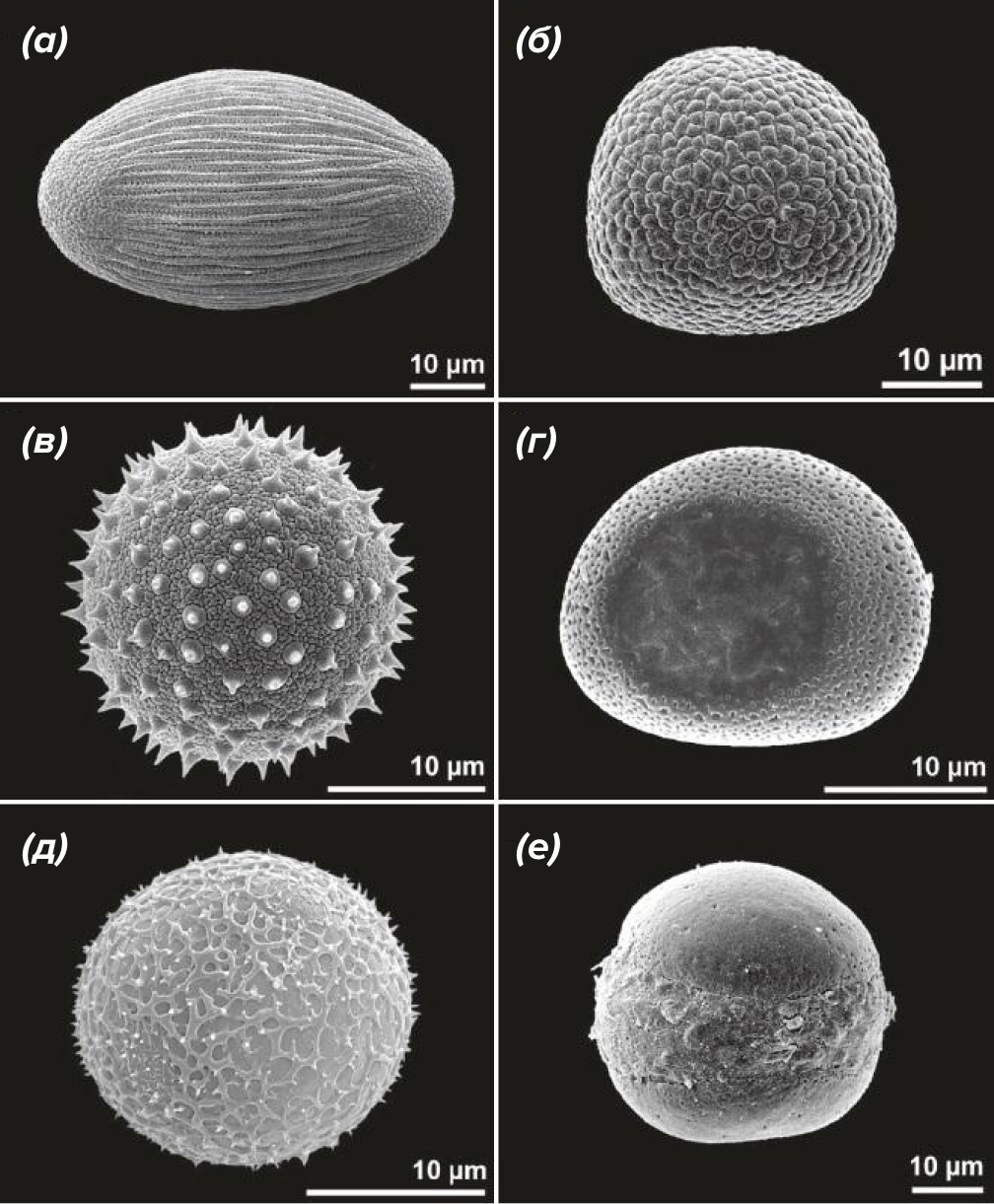 Пыльца различных родов семейства ароидных (Araceae)