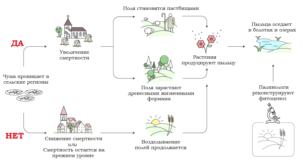 Схема палинологического подхода к изучению демографических последствий пандемии чумы