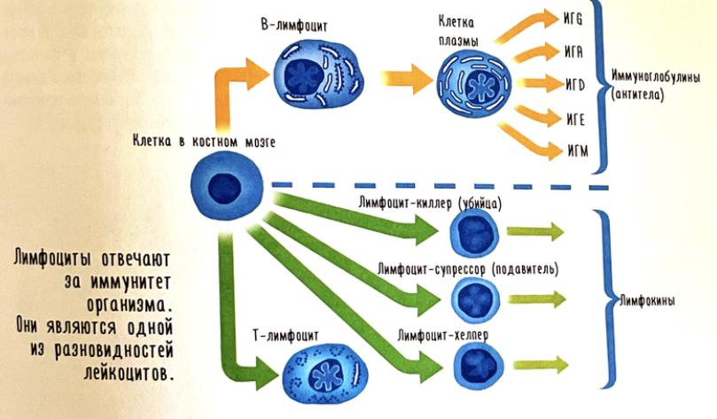 Предложенные в книге классификации клеток крови и лимфоцитов