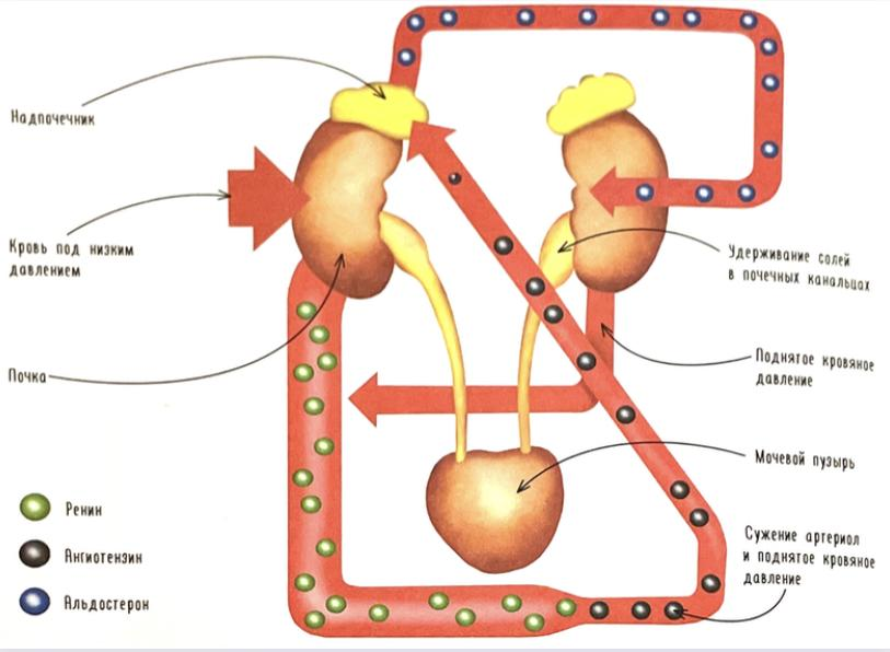 Схема ренин-ангиотензин-альдостероновой системы