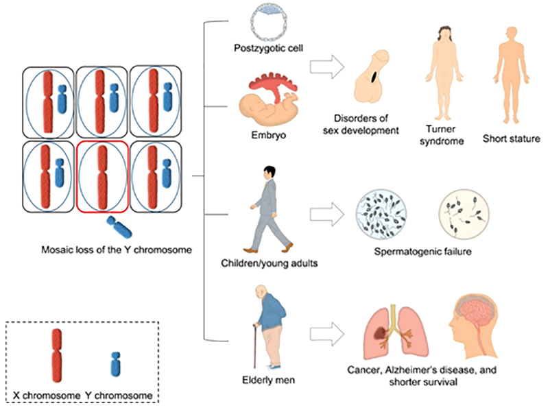 Последствия мозаичной потери Y-хромосомы