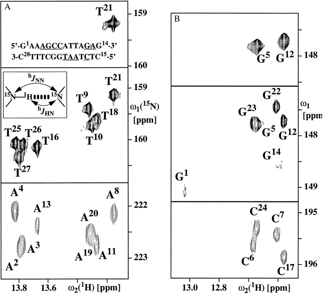 Характерный вид двумерного 1H15N-спектра ДНК