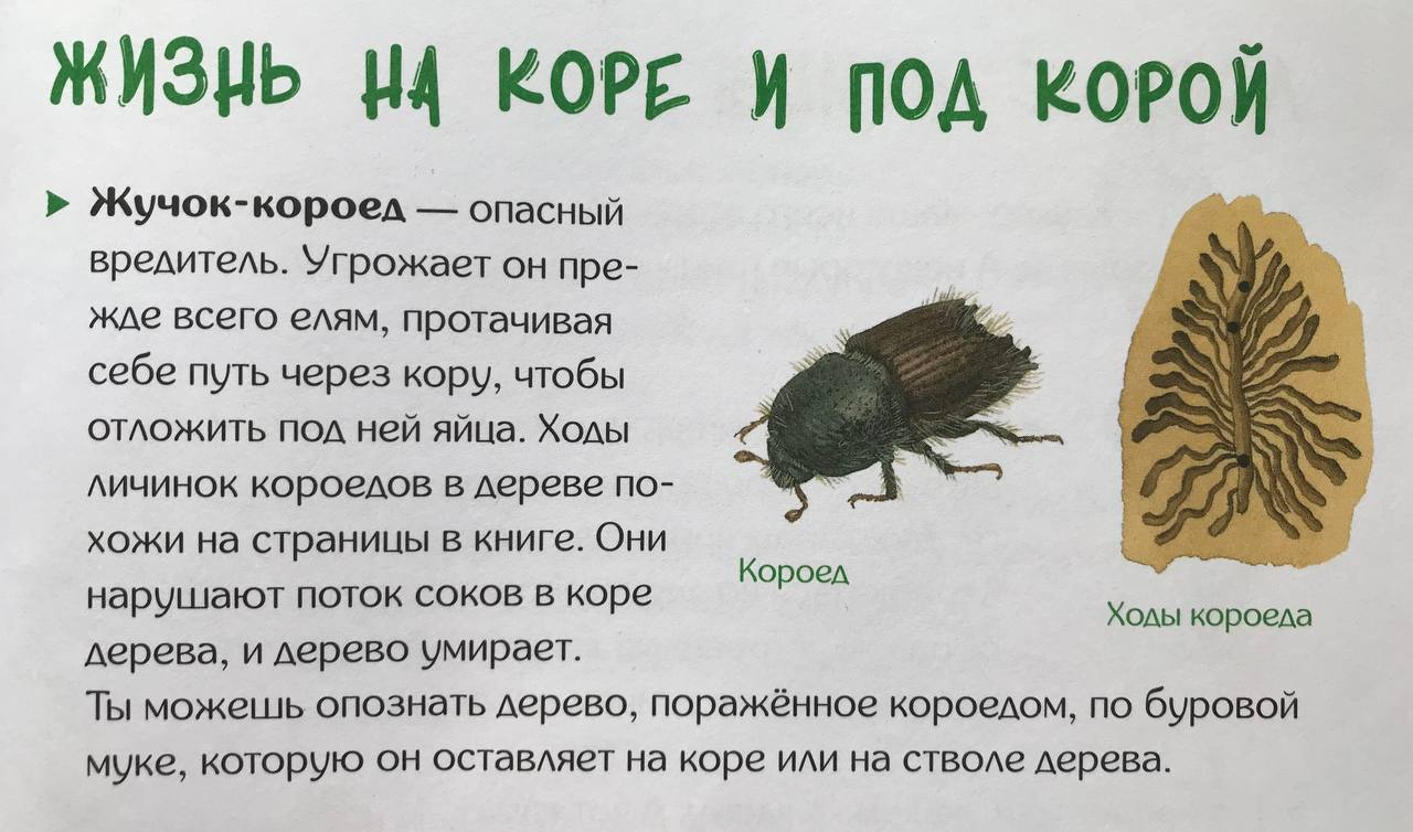 Иллюстрация к книге