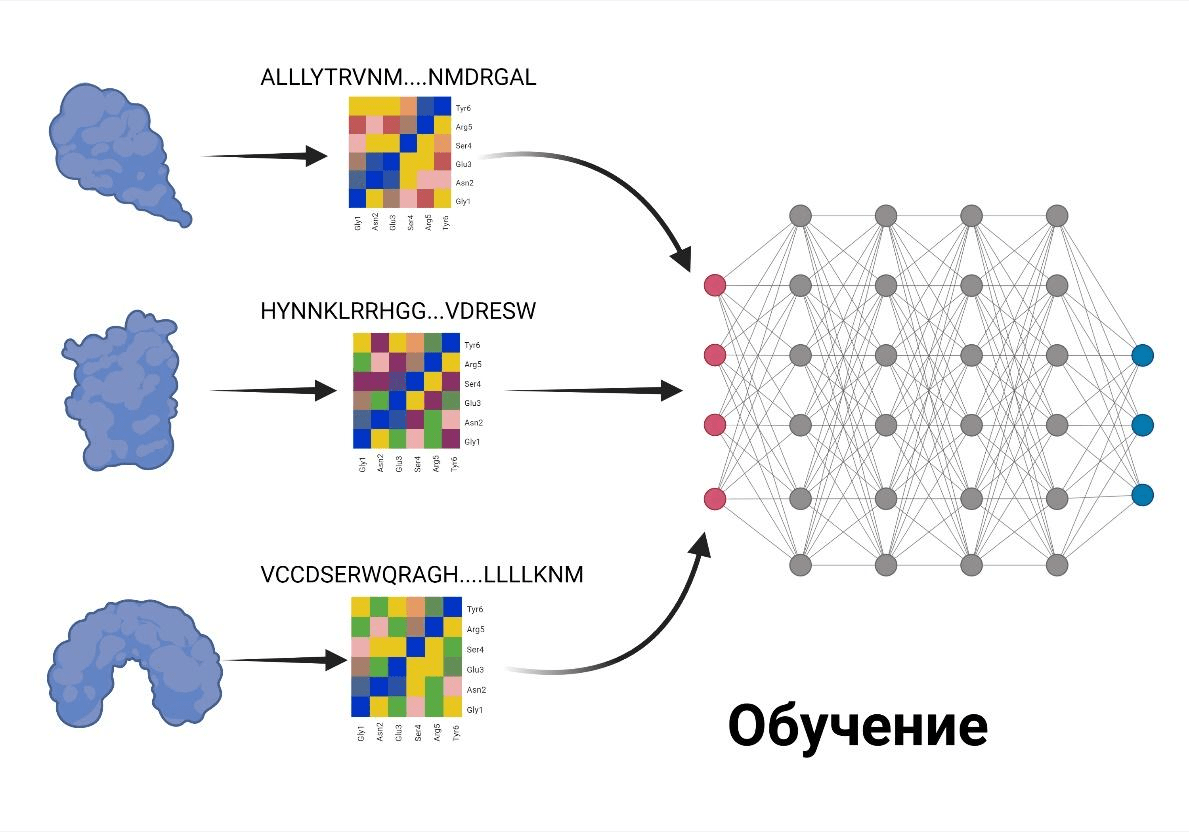 Принцип работы AlphaFold: обучение нейросети