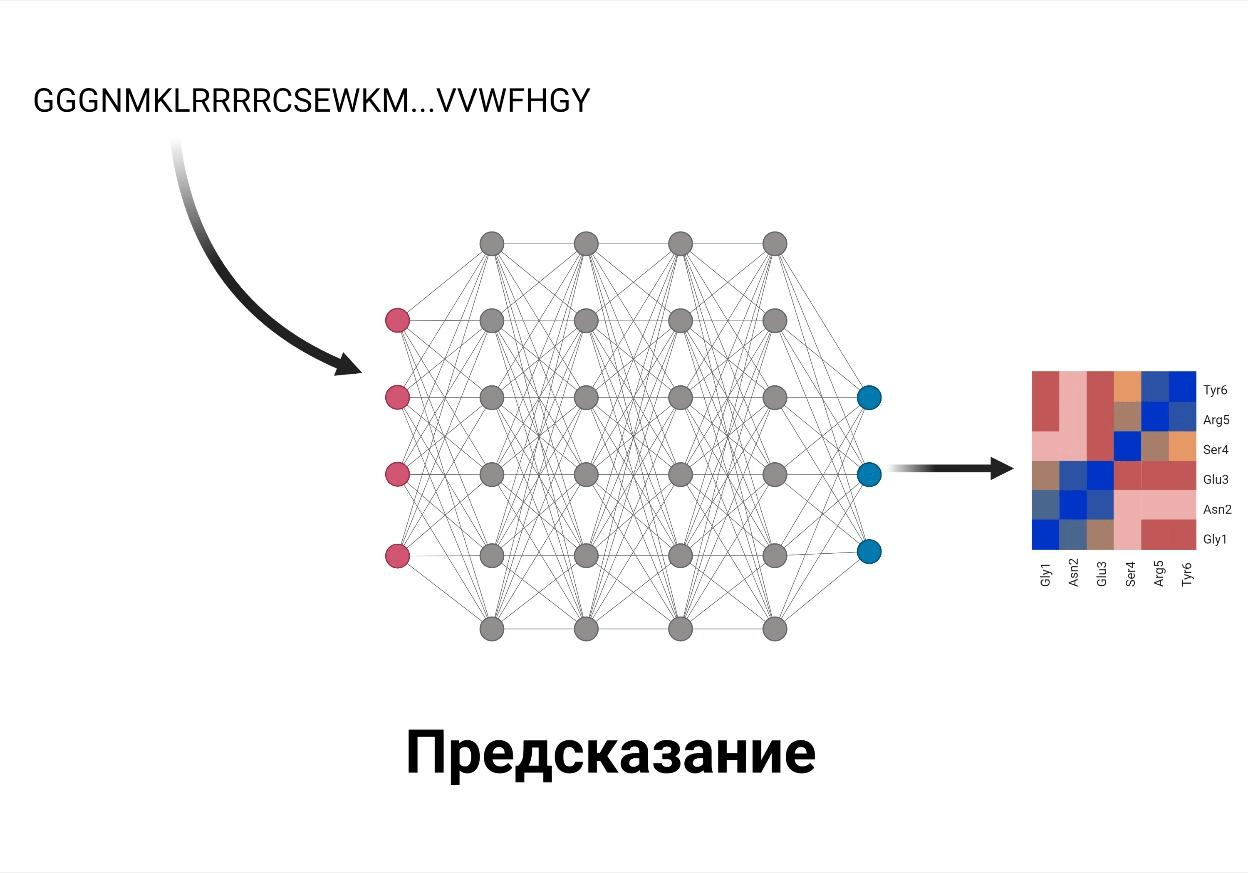 Принцип работы AlphaFold: предсказание