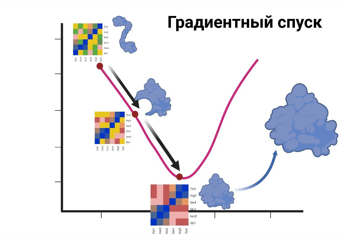 Принцип работы AlphaFold: градиентный спуск