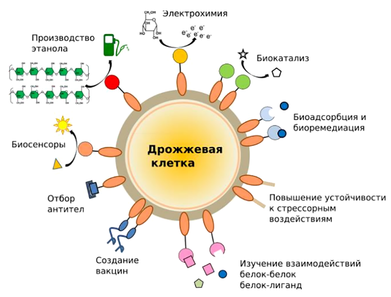 Области применения дрожжевого дисплея