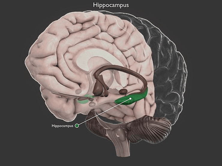 Местонахождение гиппокампа