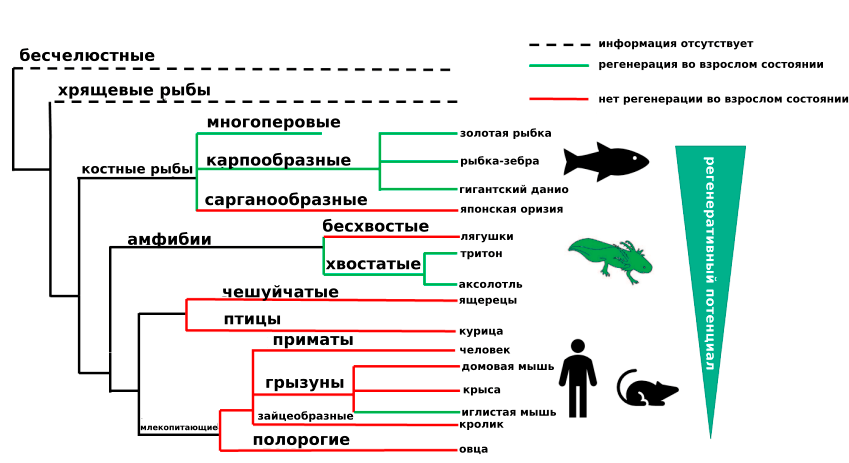 Эволюционное дерево позвоночных животных