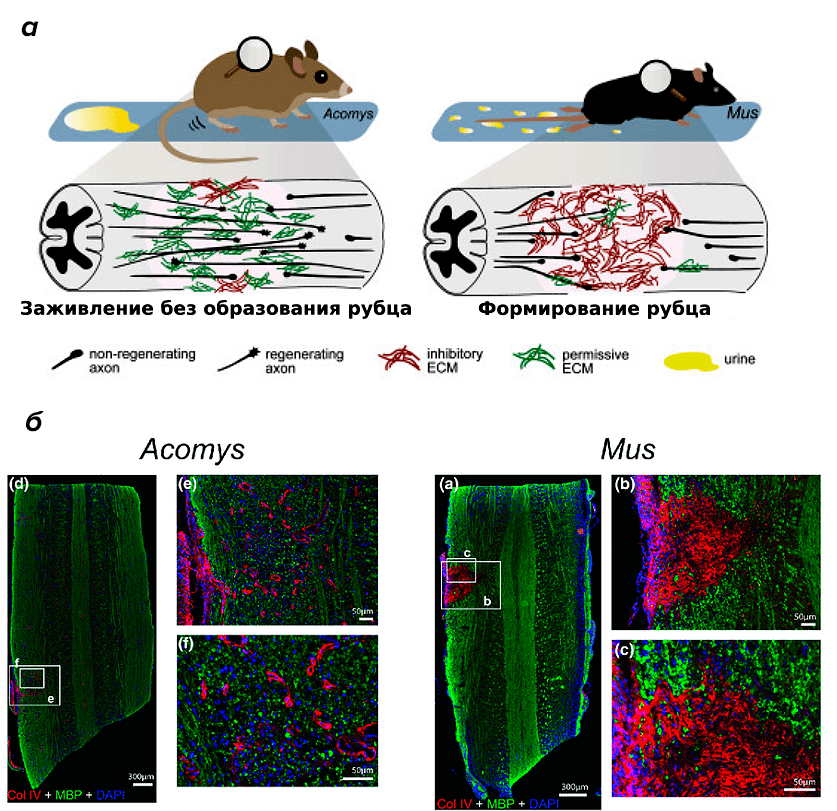 Восстановление спинного мозга иглистой мыши
