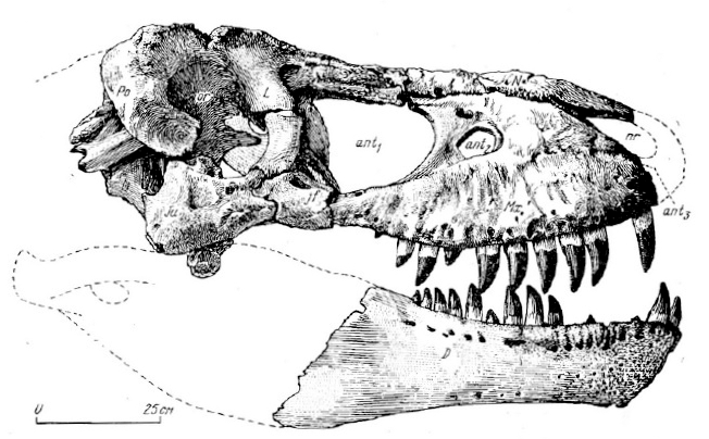 Череп тарбозавра