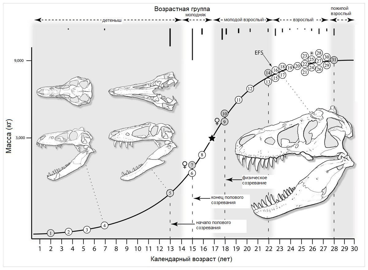 Взросление тираннозавра