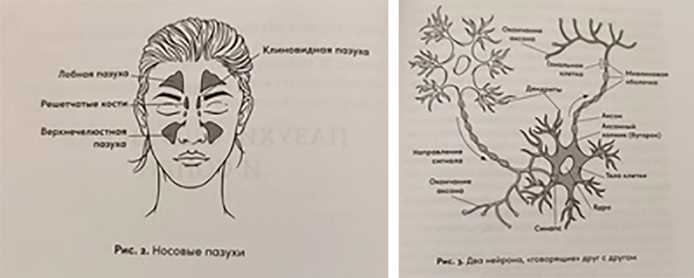 Иллюстрации из книги