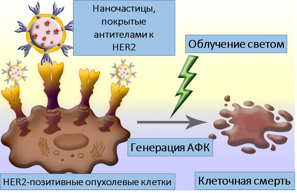 Полимерные наночастицы