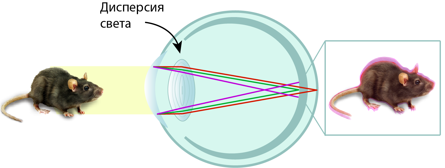 Проявление хроматических аберраций при формировании изображения мыши на сетчатке птиц с хрусталиком, прозрачным для УФ
