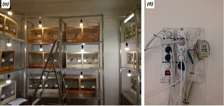 Лабораторное помещение, в котором выращивались и содержались птицы