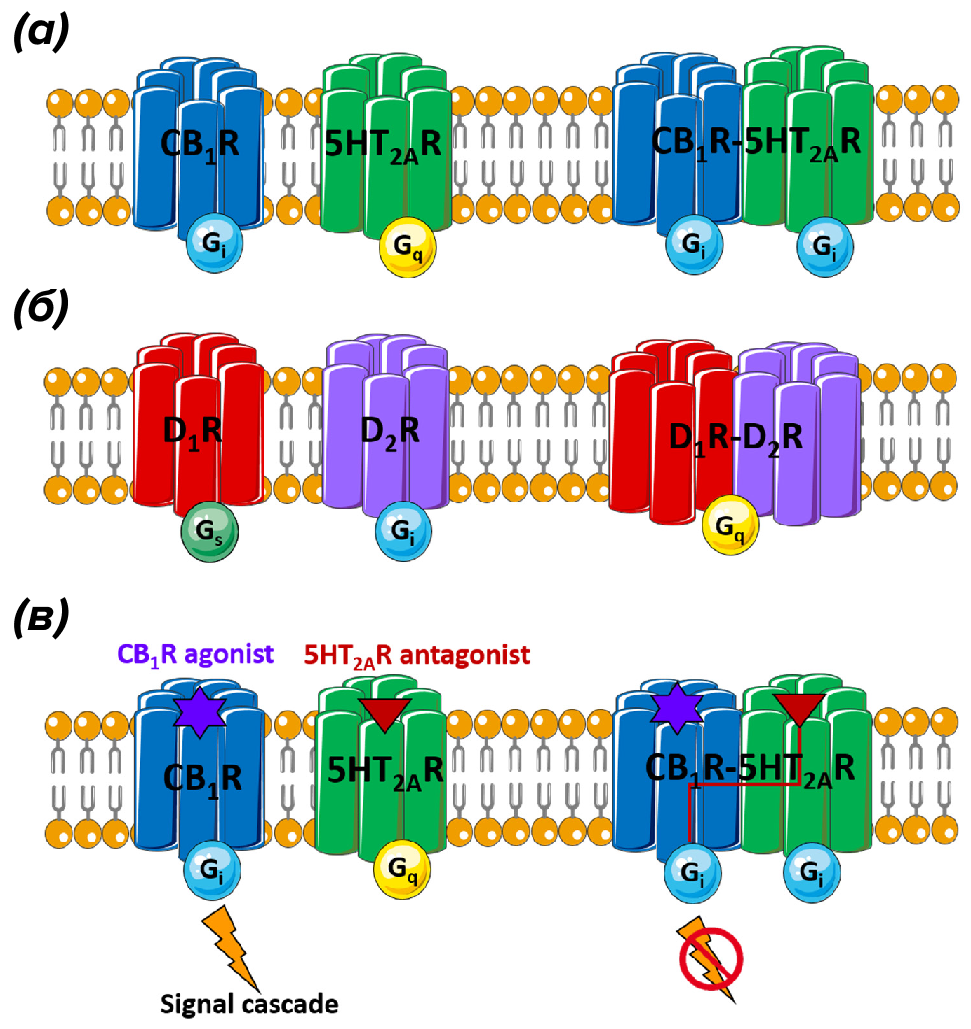 Примеры функциональных взаимодействий между различными GPCR