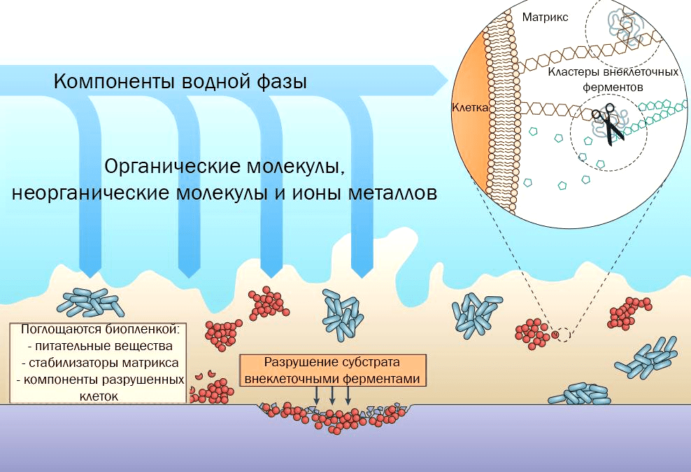 Биопленка обеспечивает поверхность для поглощения питательных веществ