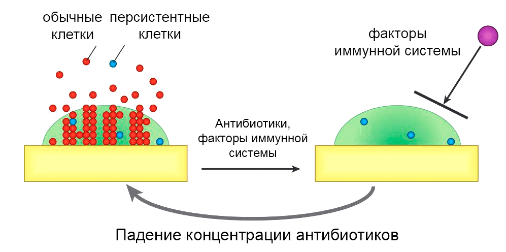 Модель рецидивирующей биопленочной инфекции