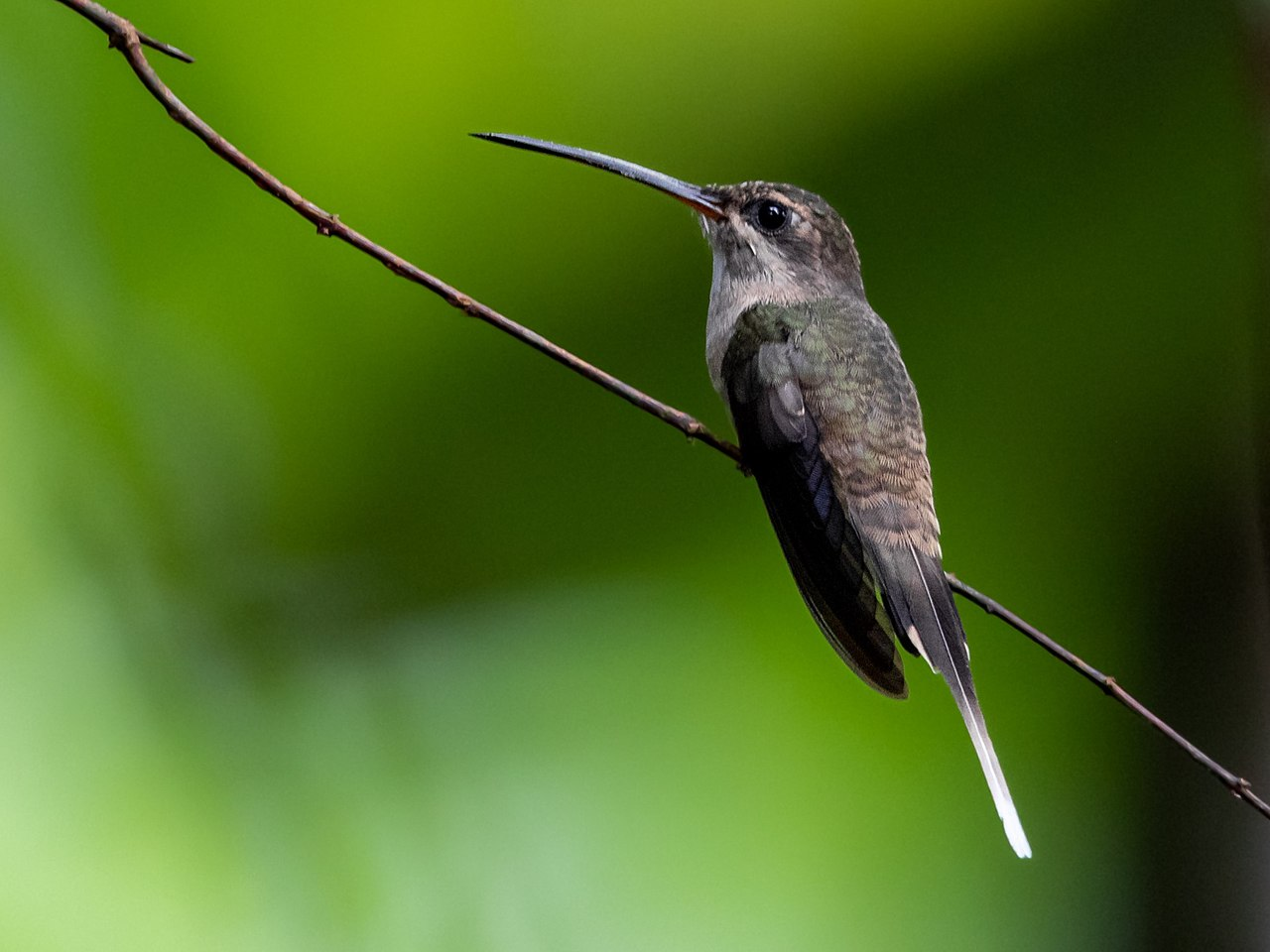 Колибри Phaethornis superciliosus