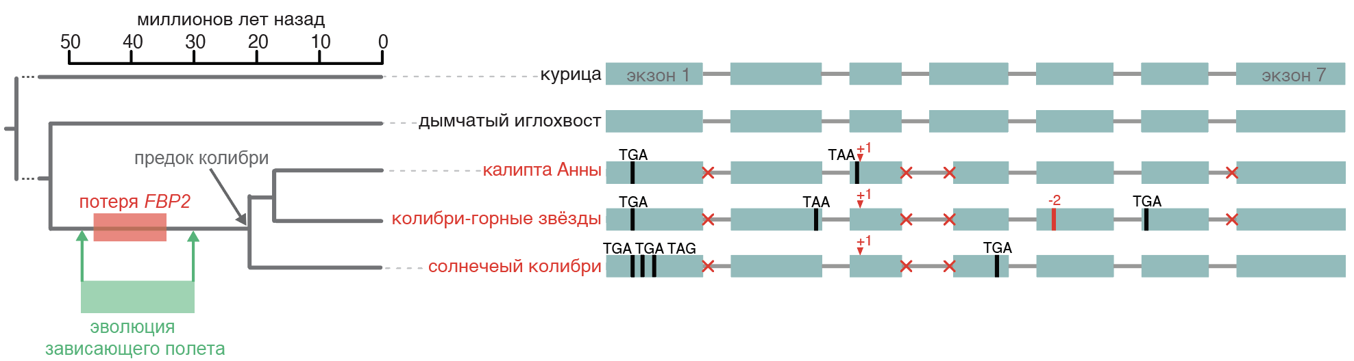 Мутации, инактивирующие ген FBP2