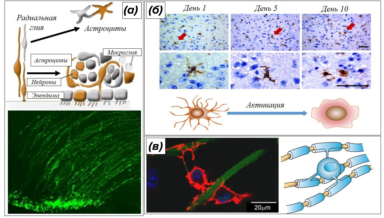 Примеры морфологической пластичности нейроглии