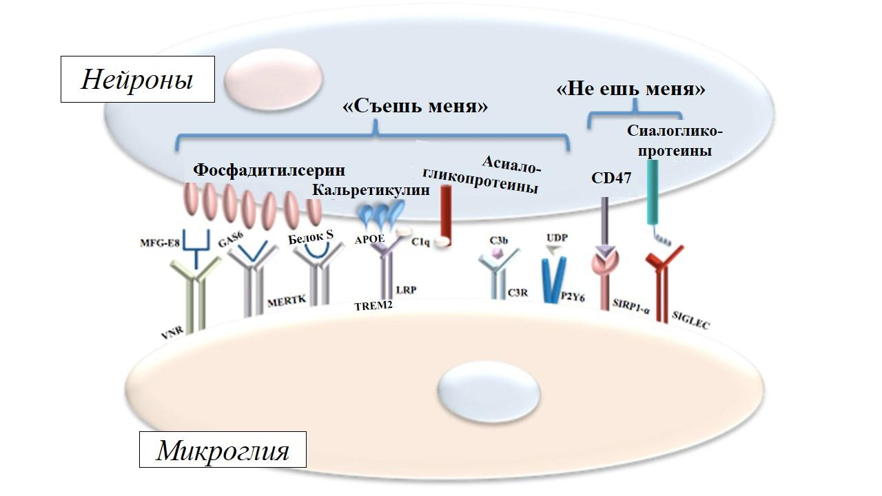 Микроглия с помощью своих рецепторов ищет добычу