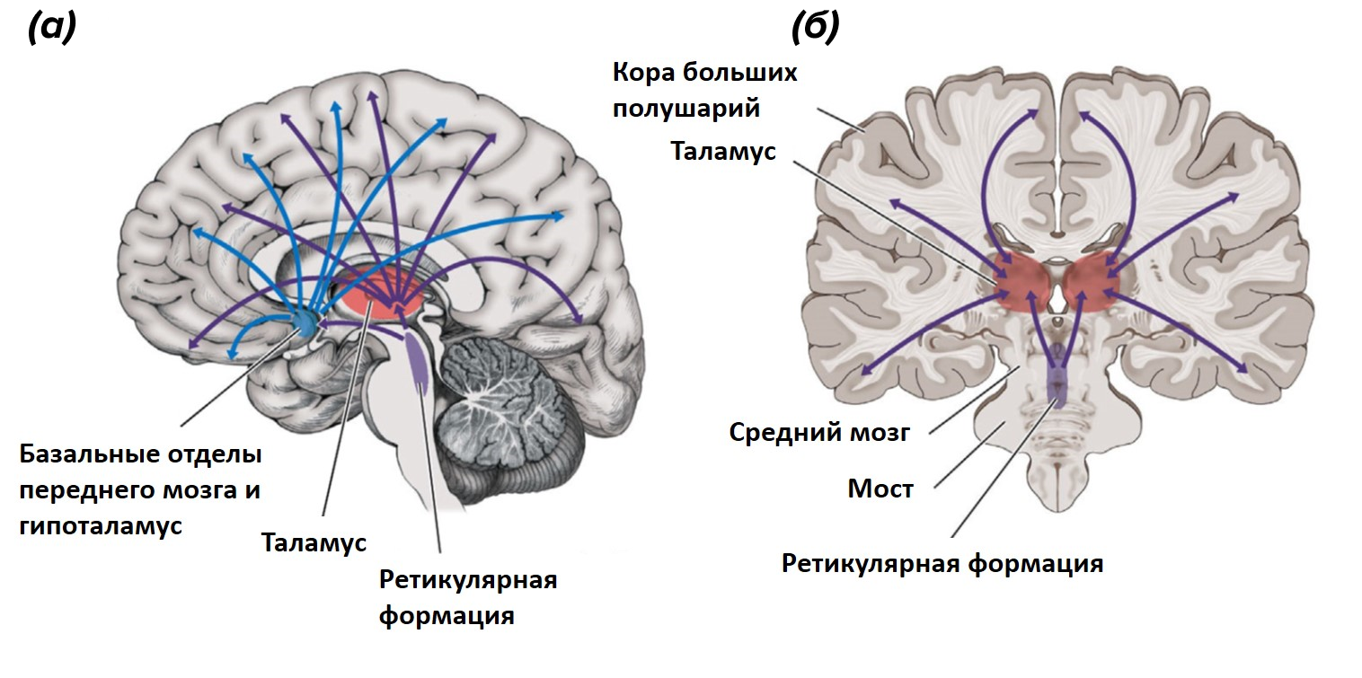 Подкорковые системы возбуждения коры больших полушарий